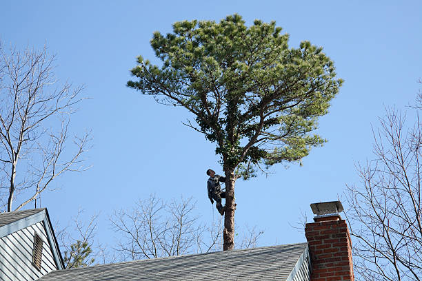 Best Commercial Tree Services  in Georgetown, KY